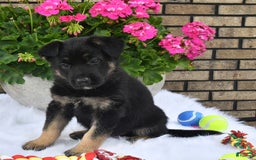 German Shepherd dogs for sale: Alex - Image 4