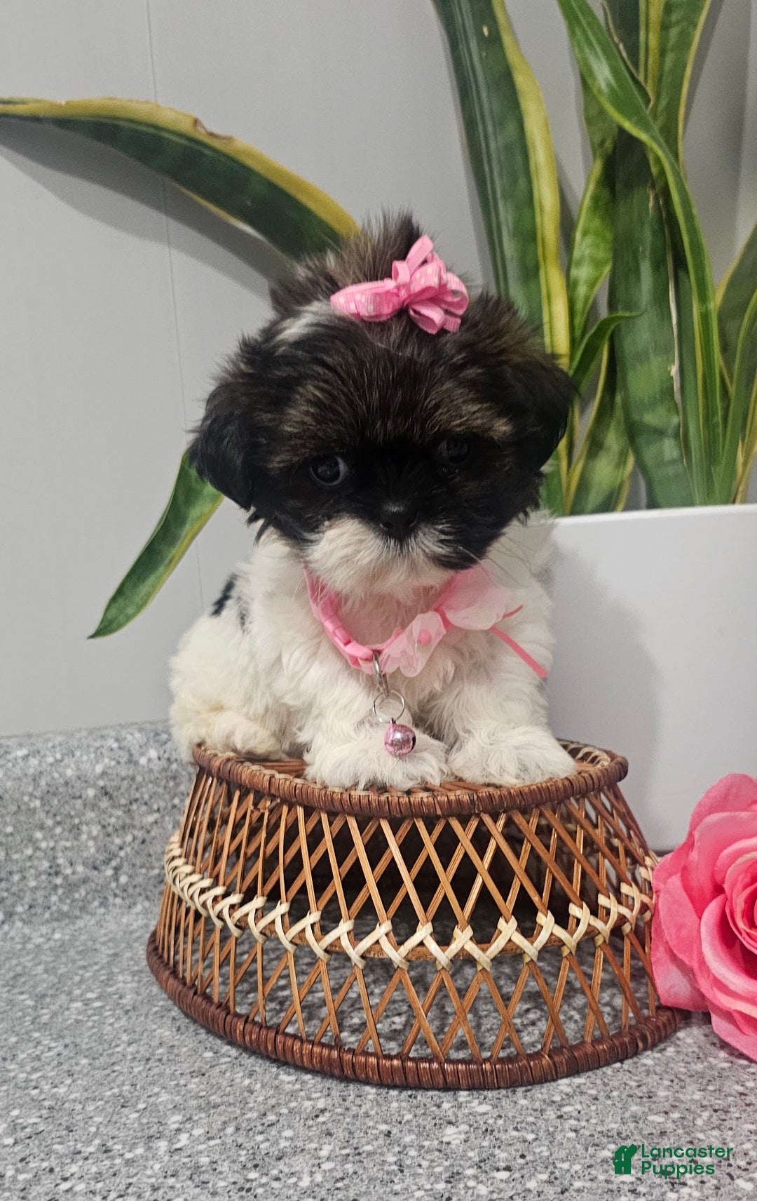 Shih Tzu dogs for sale: Tiny Tiff ❤️ - Image 5