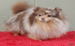 Pomeranian dogs for sale: Santiago - Image 8