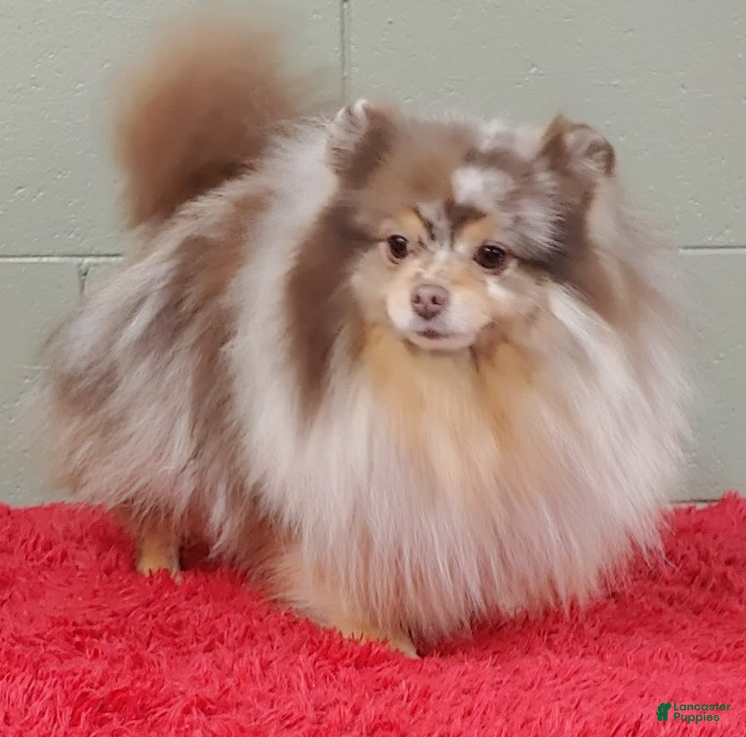 Pomeranian dogs for sale: Santiago - Image 8