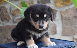 Miniature Bernese Mountain Dog dogs for sale: Tonka - Image 1