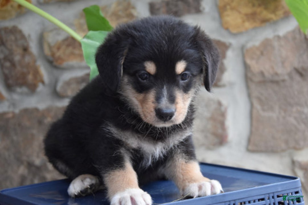 Miniature Bernese Mountain Dog dogs for sale: Tonka - Image 1