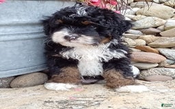 Mini Bernedoodle dogs for sale: Rambo - Image 4