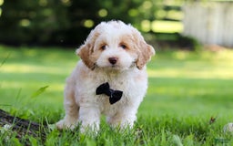 Cockapoo dogs for sale: Aero - Image 4