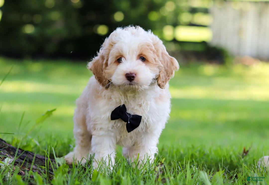 Cockapoo dogs for sale: Aero - Image 4