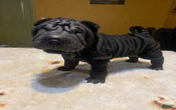 Shar Pei dogs for sale: Armani Squishy-face - Image 9