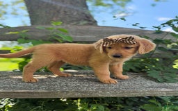 Golden Retriever dogs for sale: Willow - Image 5