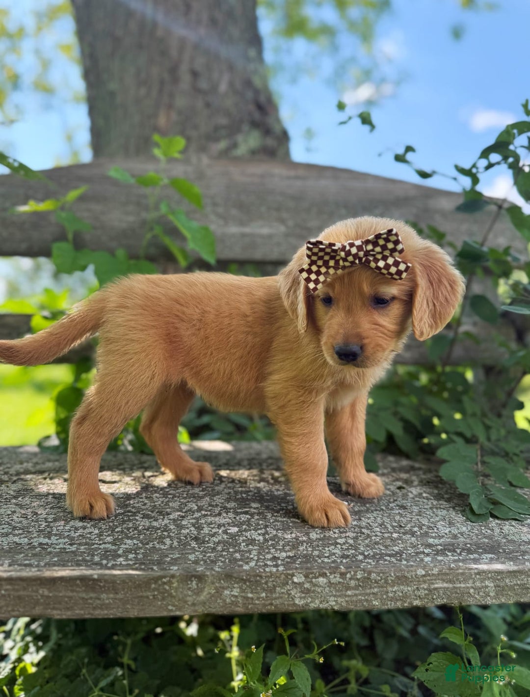 Golden Retriever dogs for sale: Willow - Image 5