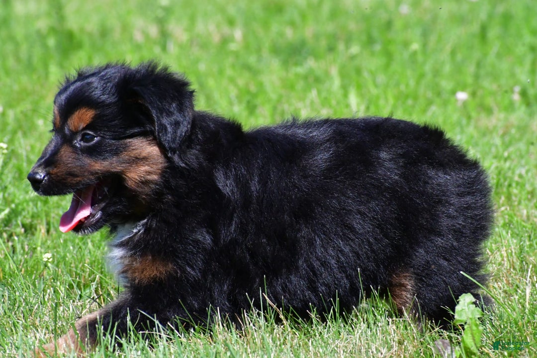 Miniature Australian Shepherd dogs for sale: Natasha - Image 8