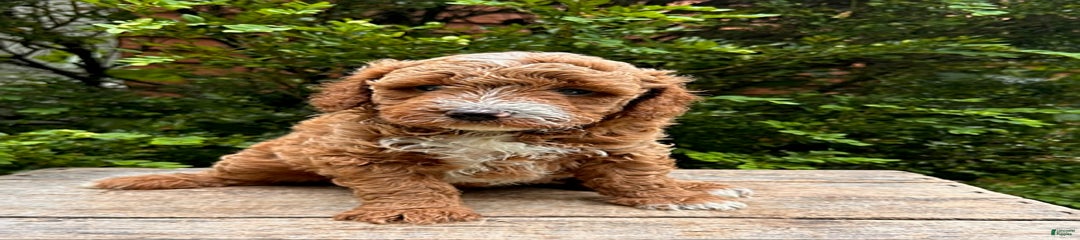 Oscar