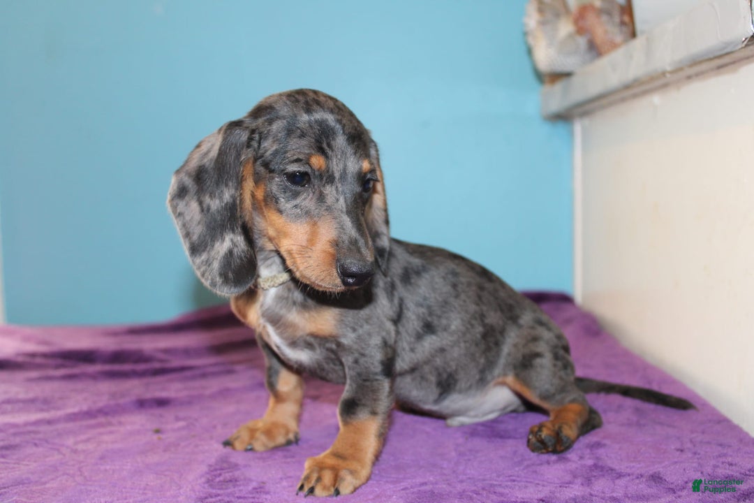 Dachshund dogs for sale: Teddy Mini - Image 4