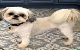 Shihpoo dogs for sale: Peaches - Image 4