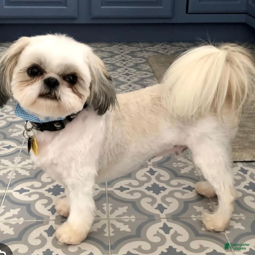 Shihpoo dogs for sale: Peaches - Image 4