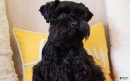 Miniature Schnauzer dogs for sale: Pup 4 - Image 5