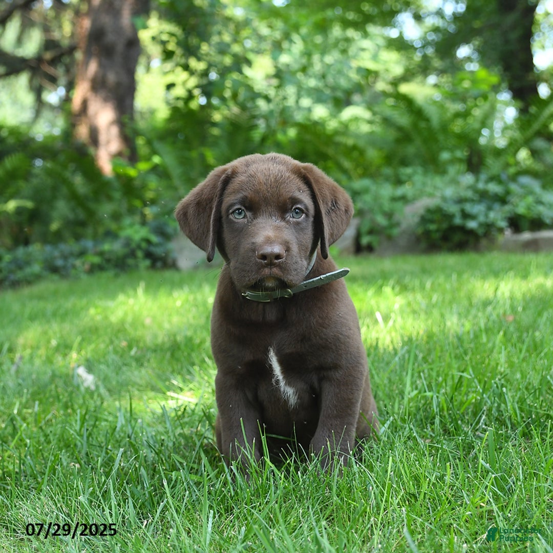 Labrador Retriever dogs for sale: Morris - Image 2