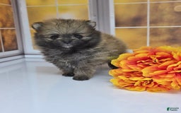 Pomeranian dogs for sale: Teddy Bear Champion Lines - Image 1