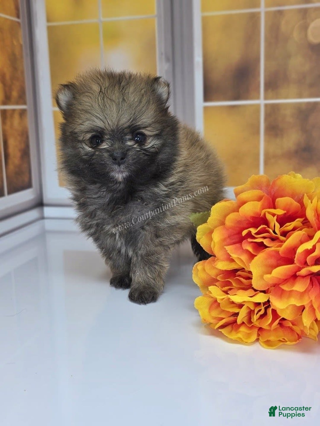 Pomeranian dogs for sale: Teddy Bear Champion Lines - Image 1