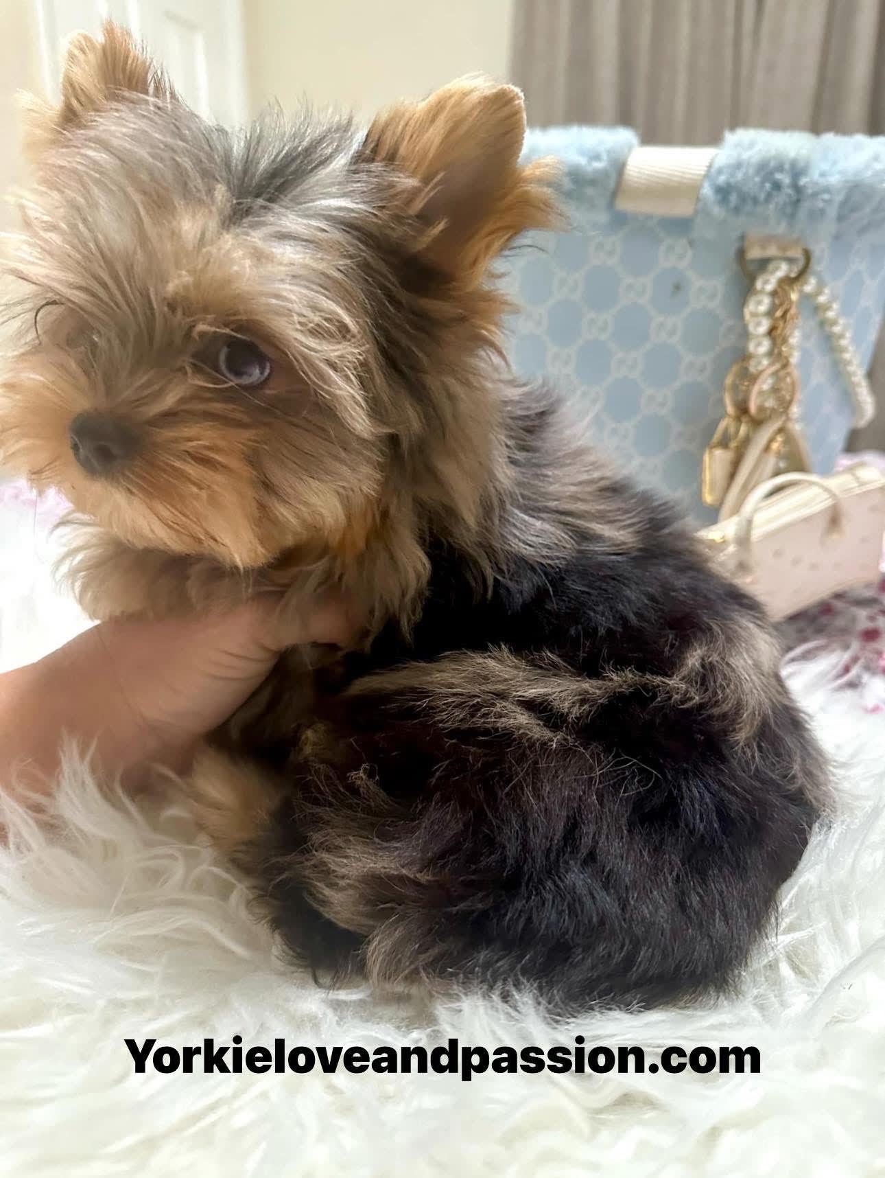 Yorkshire Terrier dogs for sale: Yorkshire Terrier 5 puppies - Image 2