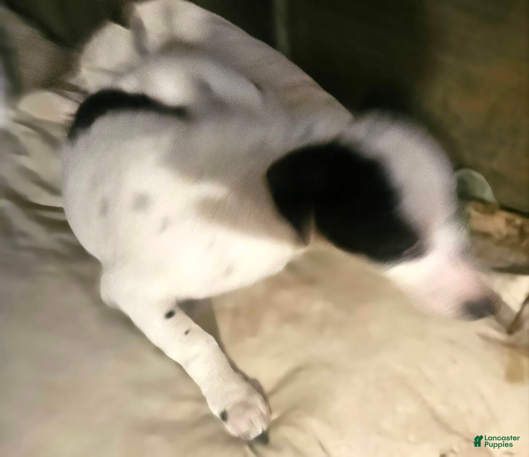 Chihuahua dogs for sale: X - Image 11