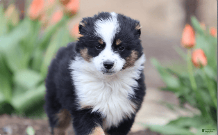 Miniature Australian Shepherd dogs for sale - Ad 3