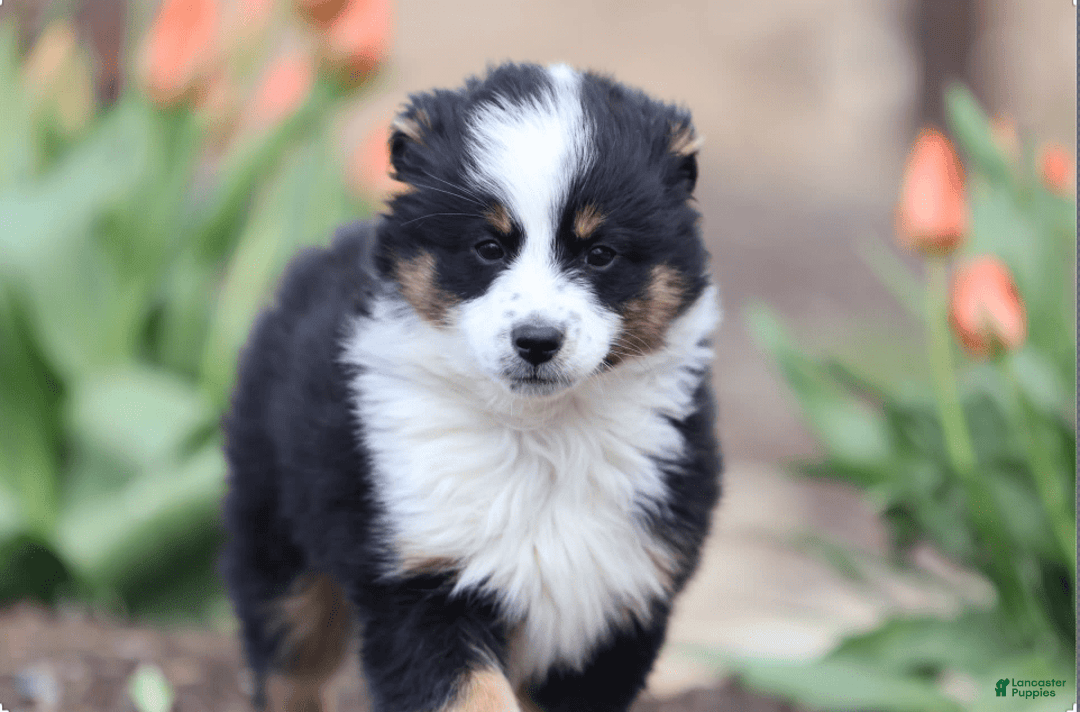 Miniature Australian Shepherd dogs for sale: Eisenhower - Image 1
