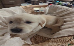 Golden Retriever dogs for sale: Tan - Image 1