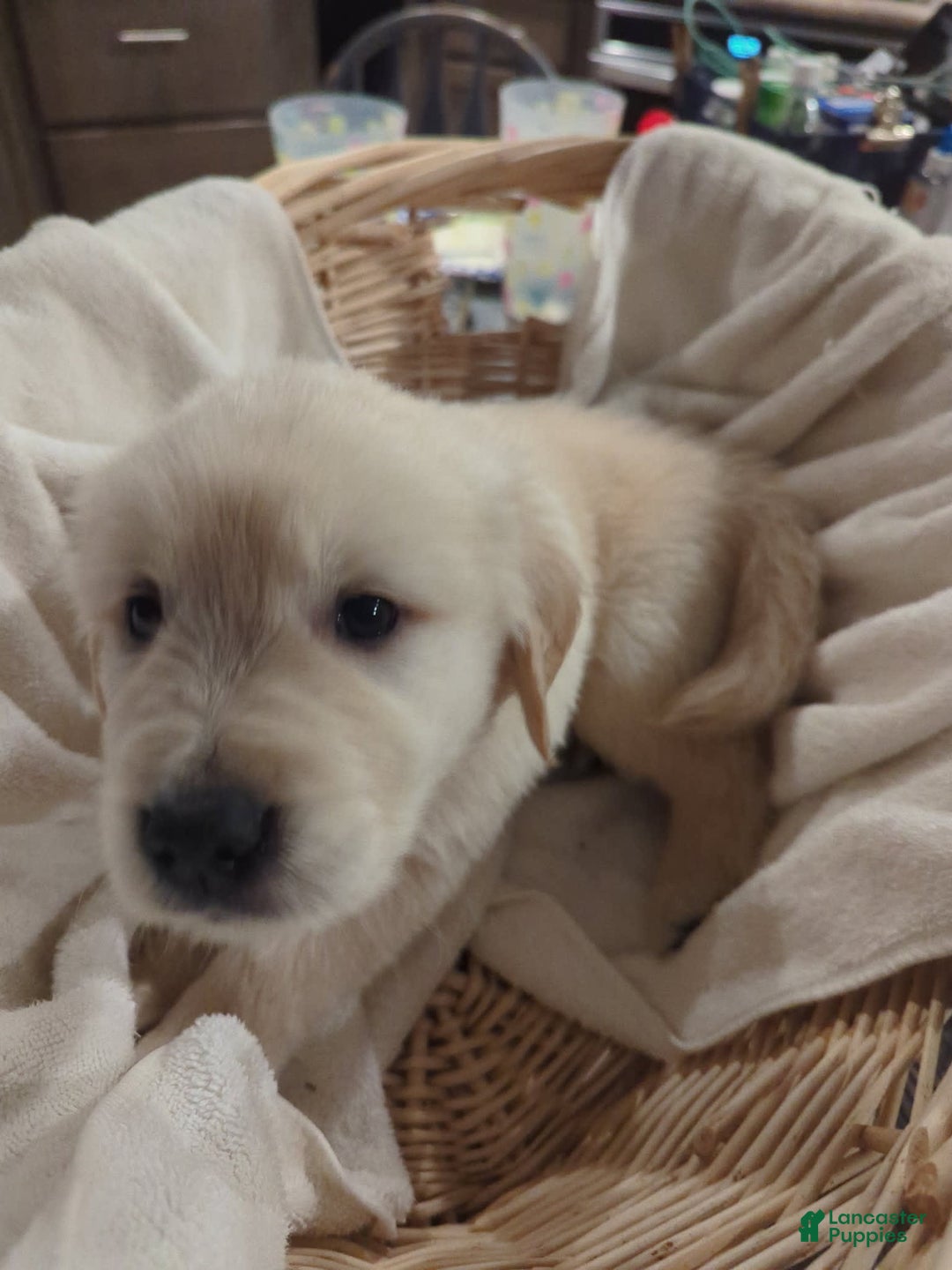 Golden Retriever dogs for sale: Tan - Image 1