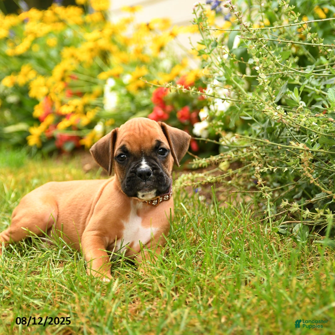 Boxer dogs for sale: Danali - Image 3