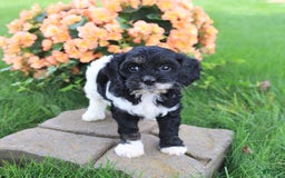 Cavapoo dogs for sale: Cavapoo 3 puppies - Image 6