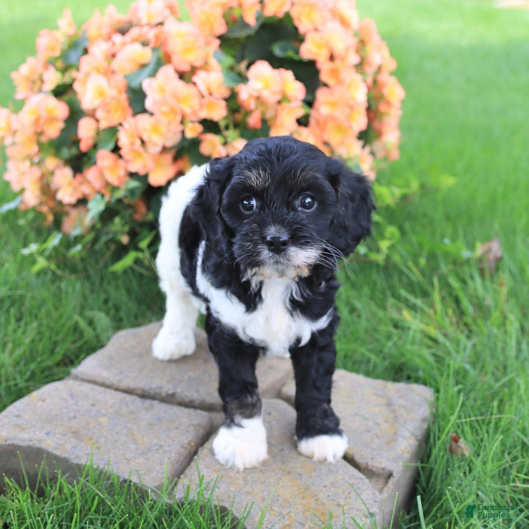 Cavapoo dogs for sale: Cavapoo 3 puppies - Image 6