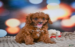 Cavapoo dogs for sale: Drover - Image 8