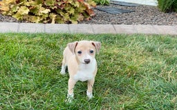 Italian Greyhound dogs for sale: Gordie - Image 10