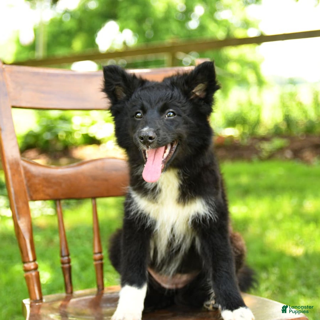 Border Collie dogs for sale: Paris - Image 8