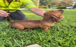 Basset Hound dogs for sale: Ruby - Image 2
