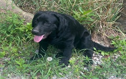 Labrador Retriever dogs for sale: Norman - Image 1