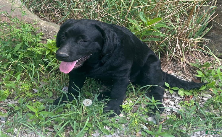 Labrador Retriever dogs for sale - Ad 1