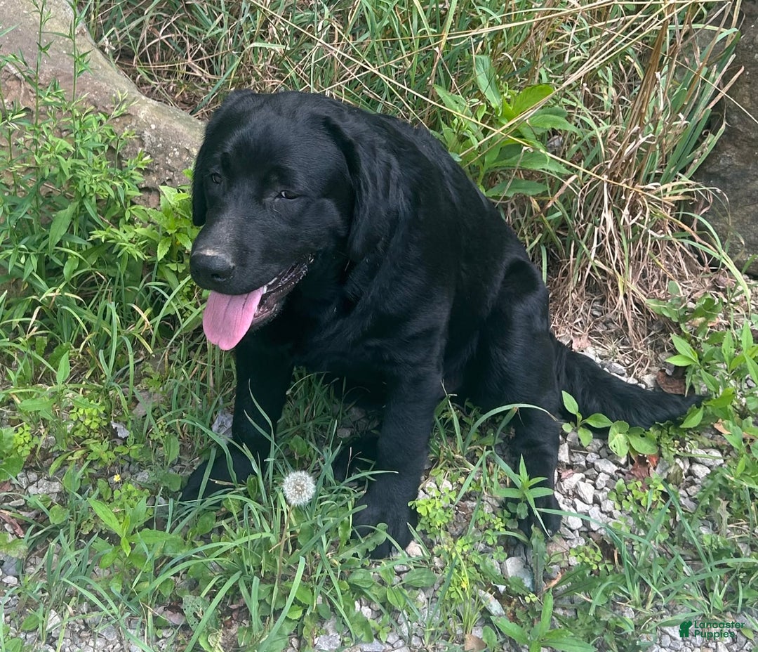 Labrador Retriever dogs for sale: Norman - Image 1