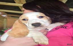 Basset Hound dogs for sale: Bonnie - Image 4
