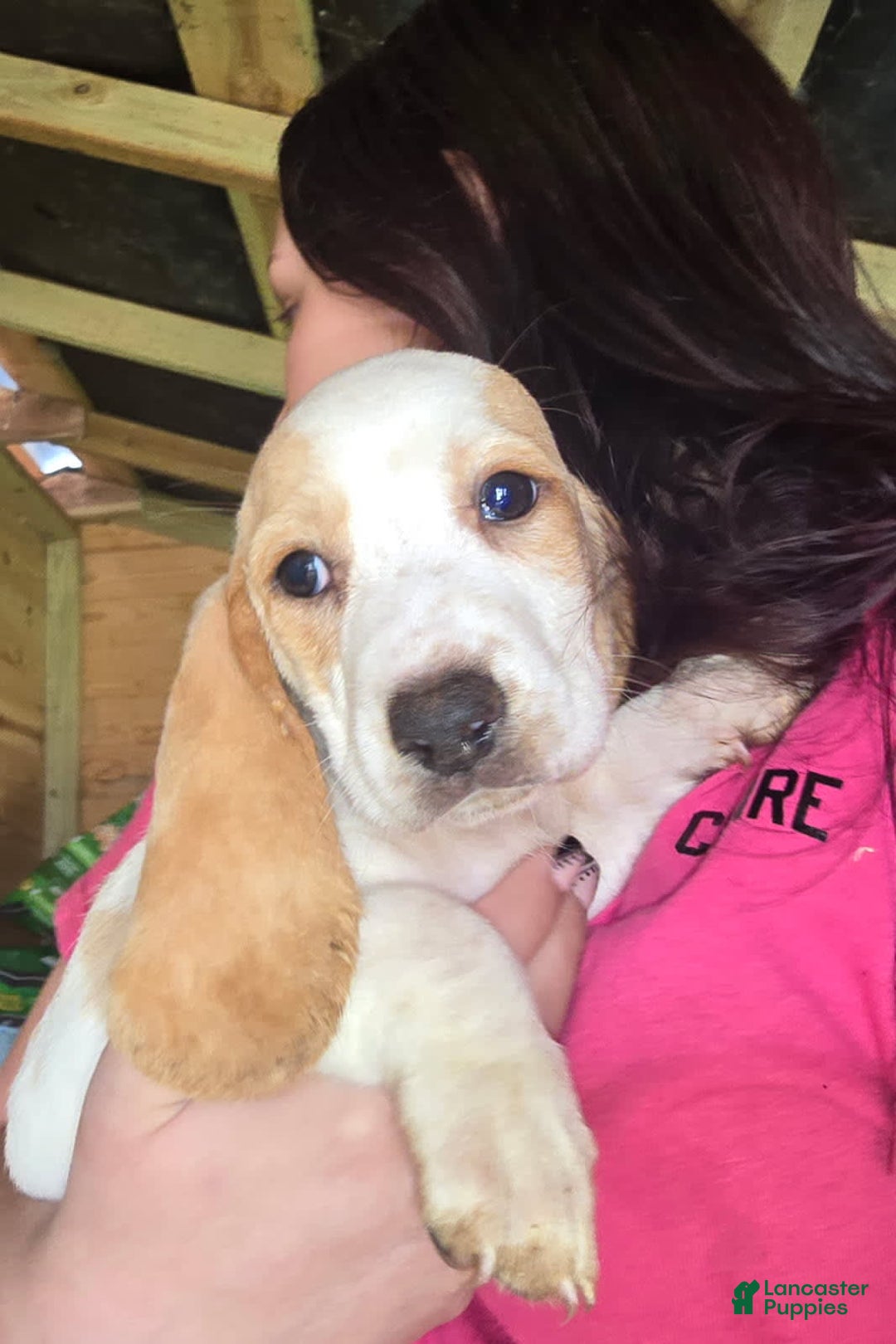 Basset Hound dogs for sale: Bonnie - Image 4