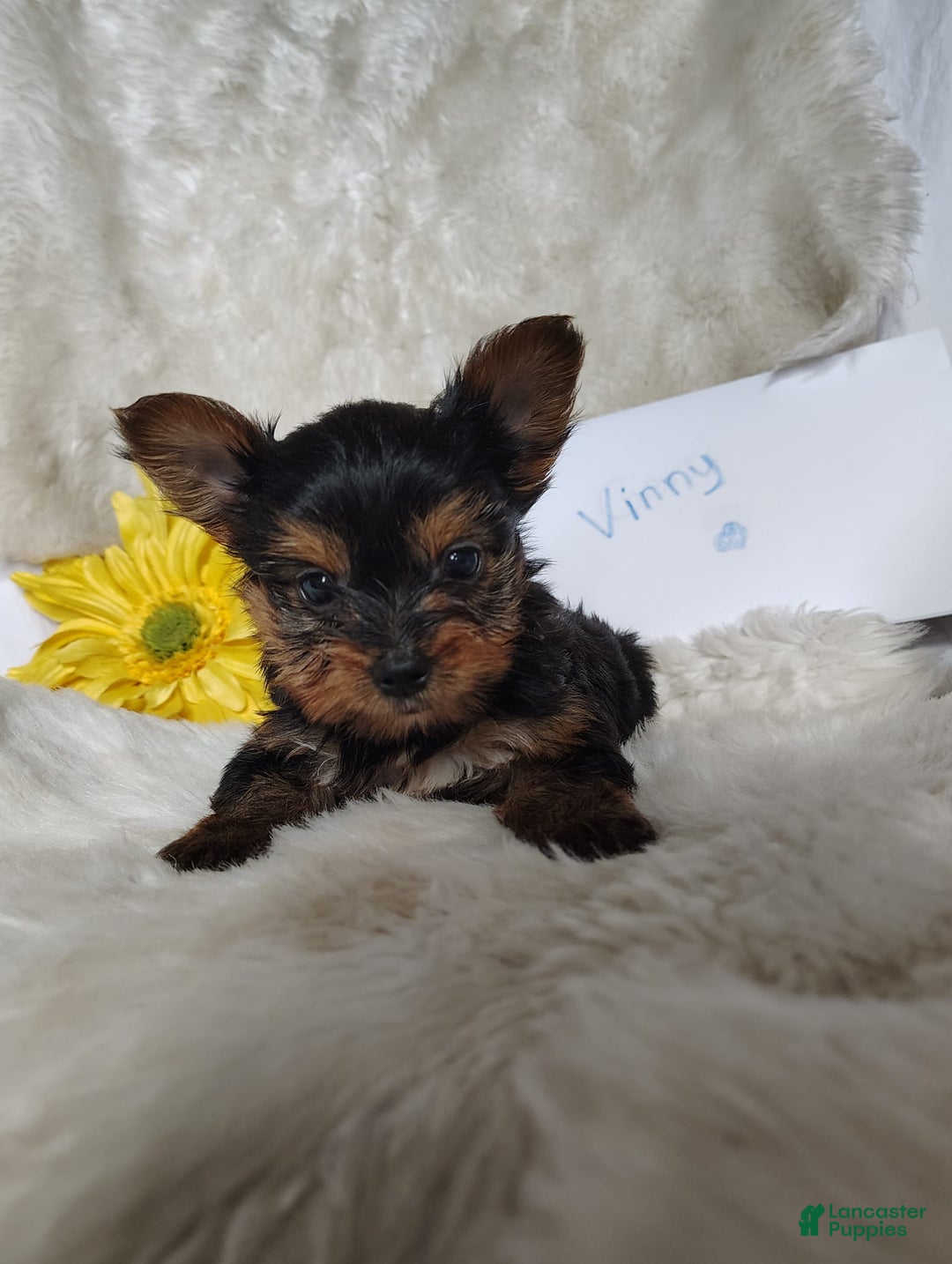 Yorkshire Terrier dogs for sale: Vinny - Image 1
