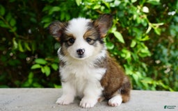 American Corgi dogs for sale: Rusty - Image 2