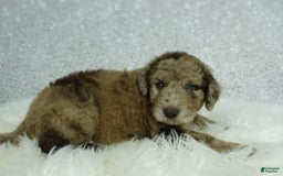 Newfypoo dogs for sale: Maggie F1b - Image 5