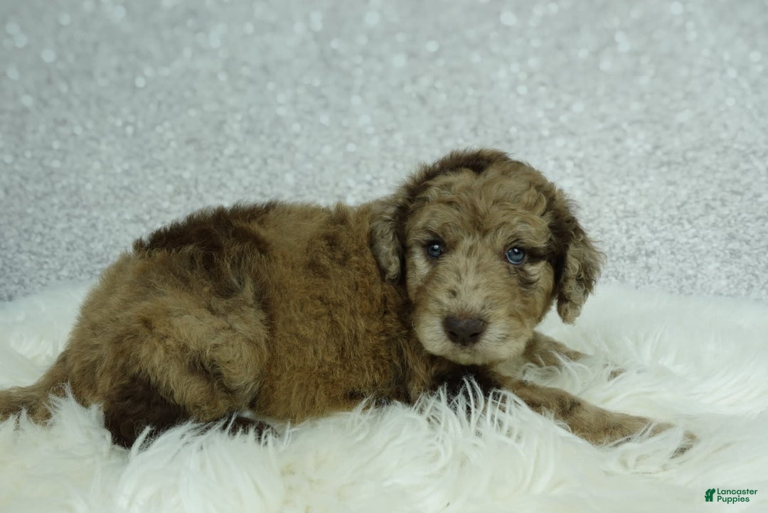 Newfypoo dogs for sale: Maggie F1b - Image 5