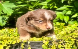 Miniature Australian Shepherd dogs for sale: Miniature Australian Shepherd 5 puppies - Image 3
