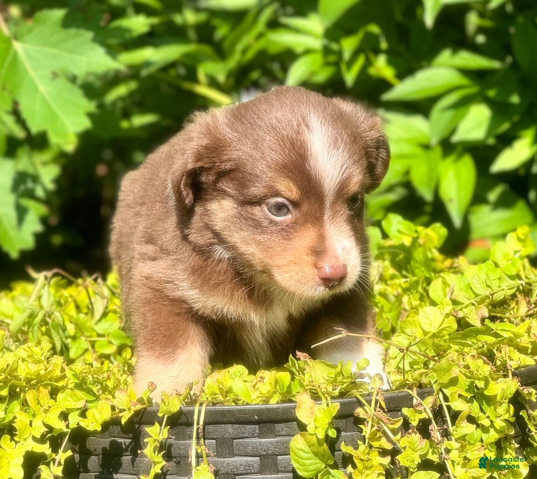 Miniature Australian Shepherd dogs for sale: Miniature Australian Shepherd 5 puppies - Image 3