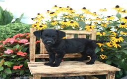 Rat Terrier dogs for sale: Ruby - Image 2