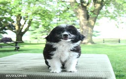 Mini Aussiedoodle dogs for sale: Walker - Image 13