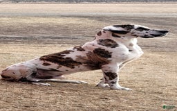 Great Dane dogs for sale: Candis - Image 4