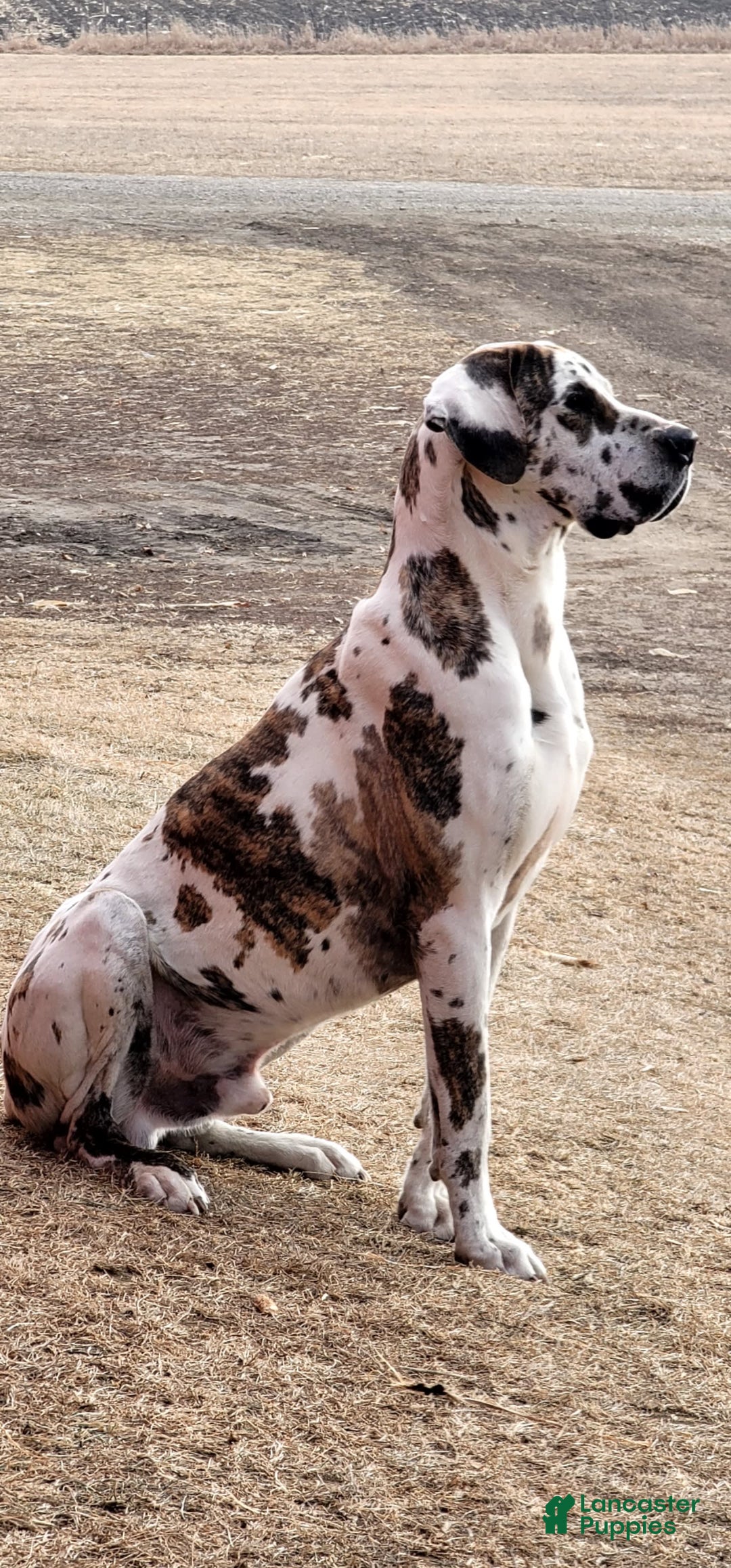 Great Dane dogs for sale: Candis - Image 4