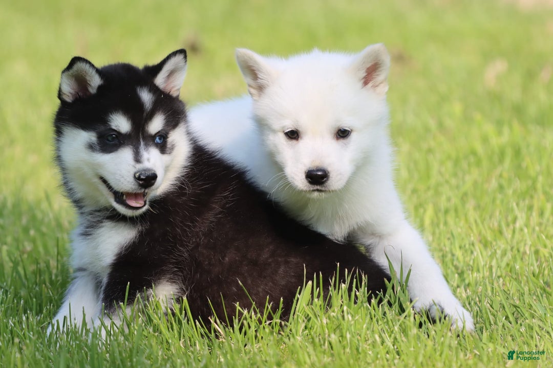 Alaskan Klee Kai dogs for sale: Pudge - Image 2